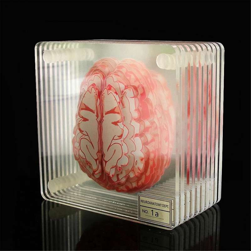 Brain Specimen Coasters Set 3D Organ Brain Artwork Brain Slices Square Acrylic Drinks Table Coaster