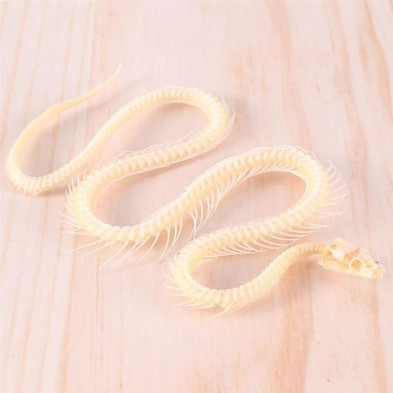 Real Snake Skeleton Animal Specimen In Science Classroom Specimens for Science Education