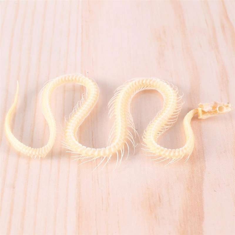 Real Snake Skeleton Animal Specimen In Science Classroom Specimens for Science Education