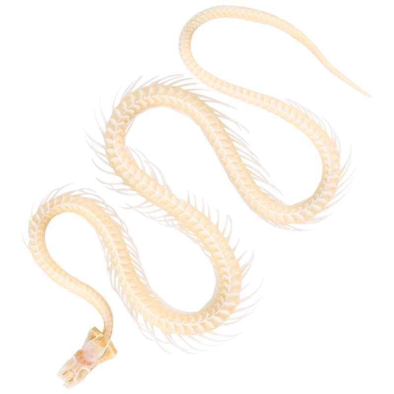 Real Snake Skeleton Animal Specimen In Science Classroom Specimens for Science Education
