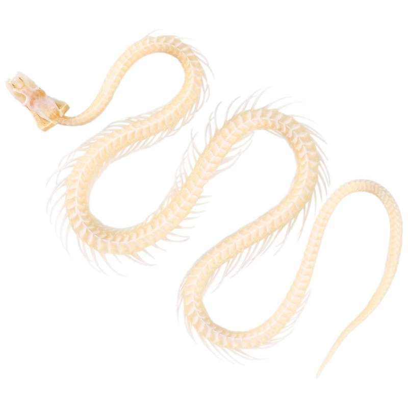 Real Snake Skeleton Animal Specimen In Science Classroom Specimens for Science Education