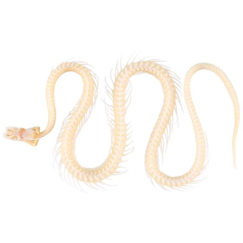Real Snake Skeleton Animal Specimen In Science Classroom Specimens for Science Education