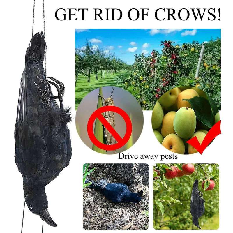 Realistic Hanging Dead Crow Decoy Lifesize Extra Black Feathered Crow