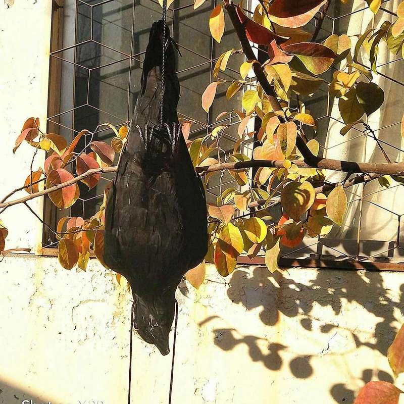 Realistic Hanging Dead Crow Decoy Lifesize Extra Black Feathered Crow