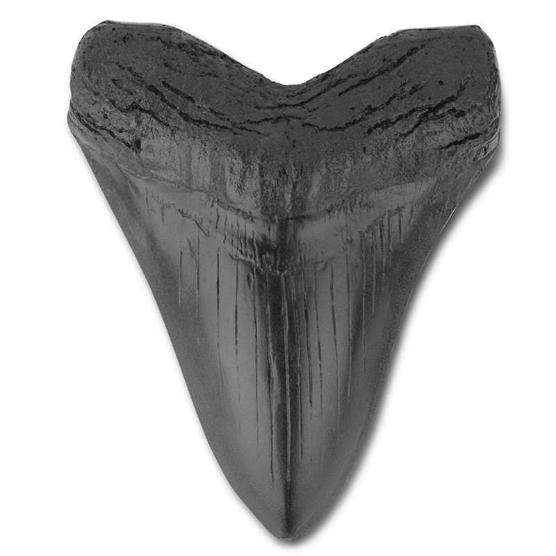 Resin Megalodon Tooth Fossil Giant Tooth Megalodon Tooth Replica,Carcharodon Megalodon Giant Tooth F