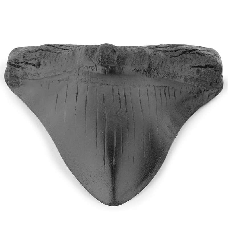 Resin Megalodon Tooth Fossil Giant Tooth Megalodon Tooth Replica,Carcharodon Megalodon Giant Tooth F