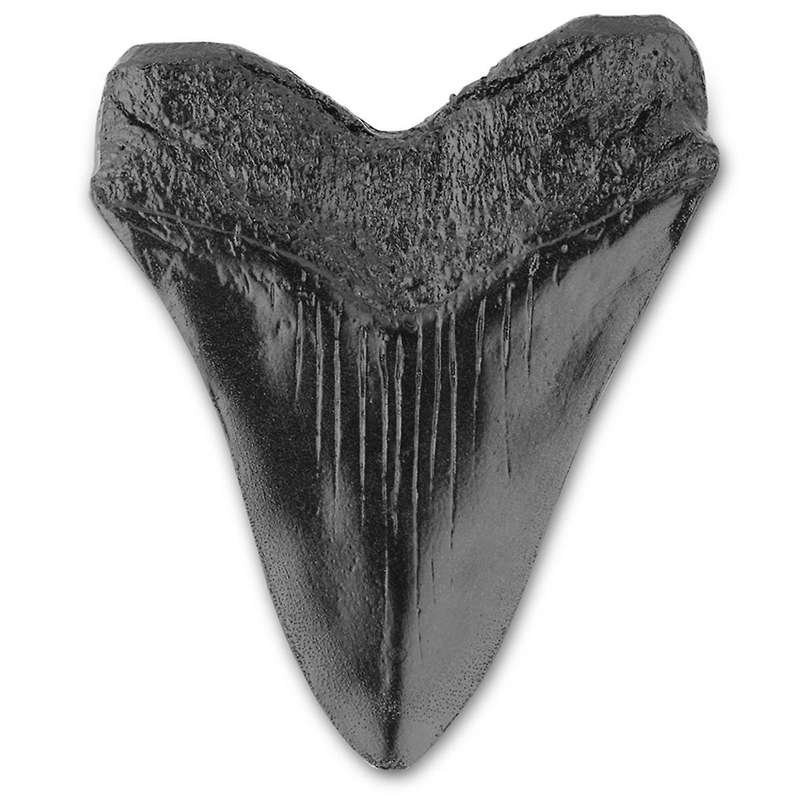 Resin Megalodon Tooth Fossil Giant Tooth Megalodon Tooth Replica,Carcharodon Megalodon Giant Tooth F