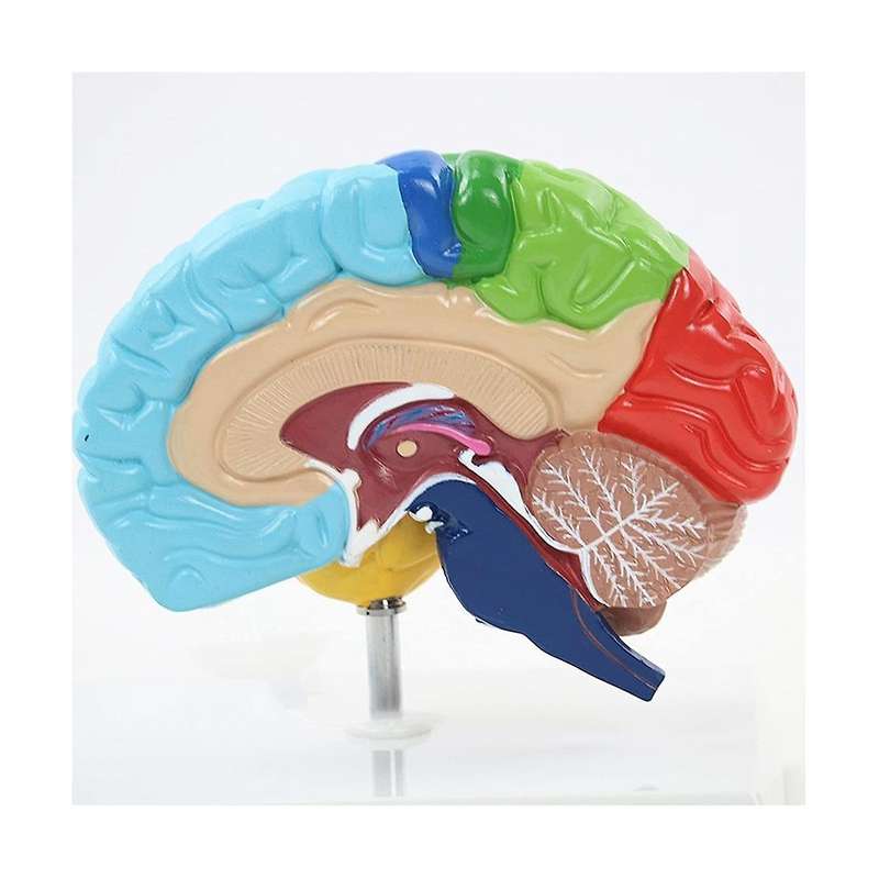 Right Hemisphere Of Brain Human Body Model Education Brain Model 1:1 for Student Teaching Study Asse