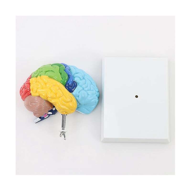 Right Hemisphere Of Brain Human Body Model Education Brain Model 1:1 for Student Teaching Study Asse