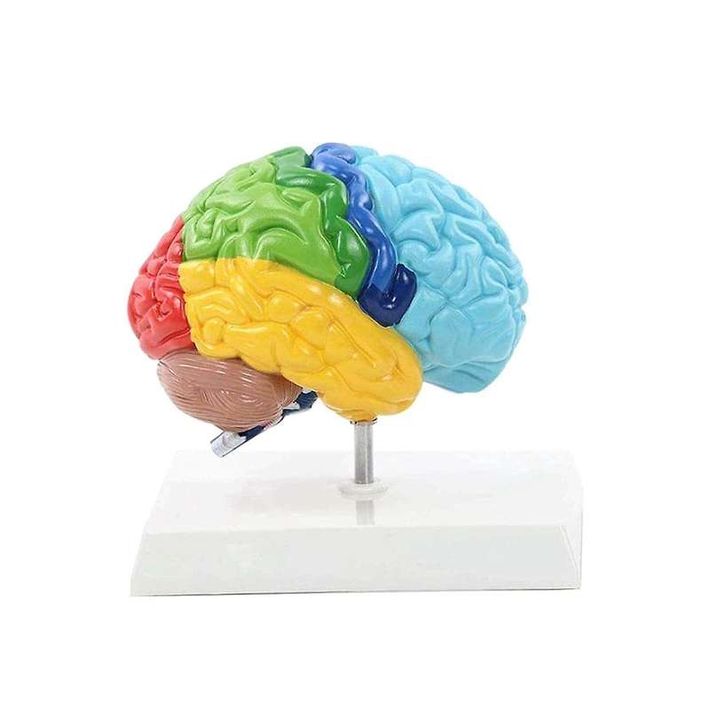 Right Hemisphere Of Brain Human Body Model Education Brain Model 1:1 for Student Teaching Study Asse