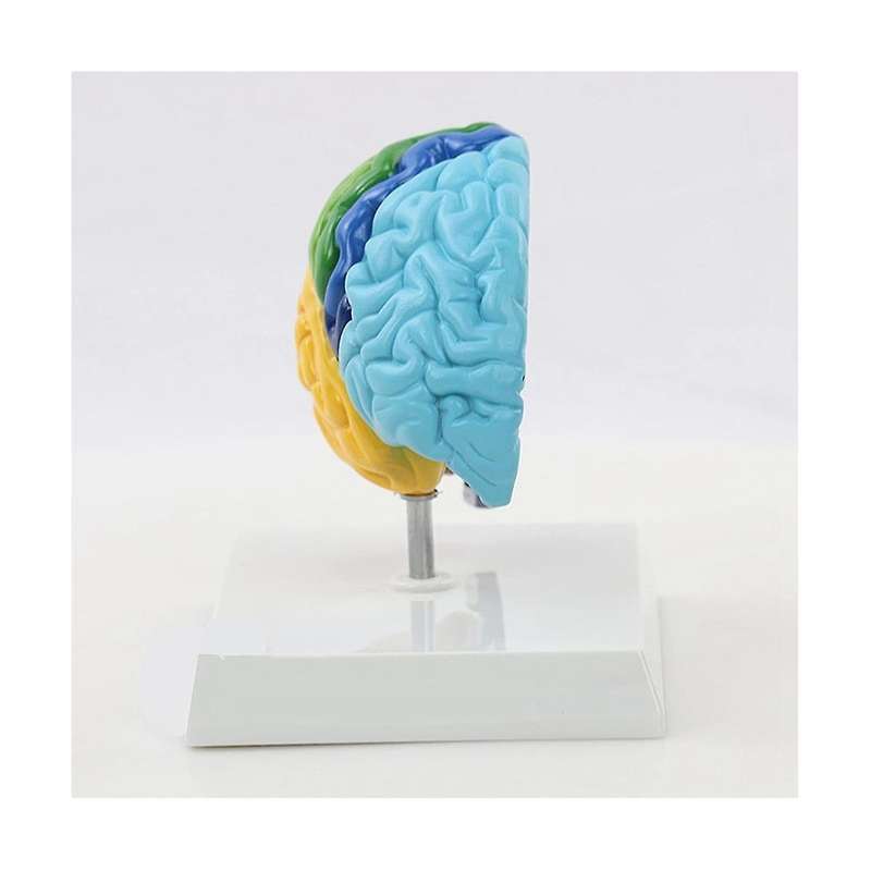 Right Hemisphere Of Brain Human Body Model Education Brain Model 1:1 for Student Teaching Study Asse