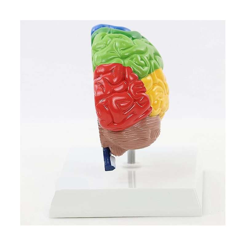 Right Hemisphere Of Brain Human Body Model Education Brain Model 1:1 for Student Teaching Study Asse
