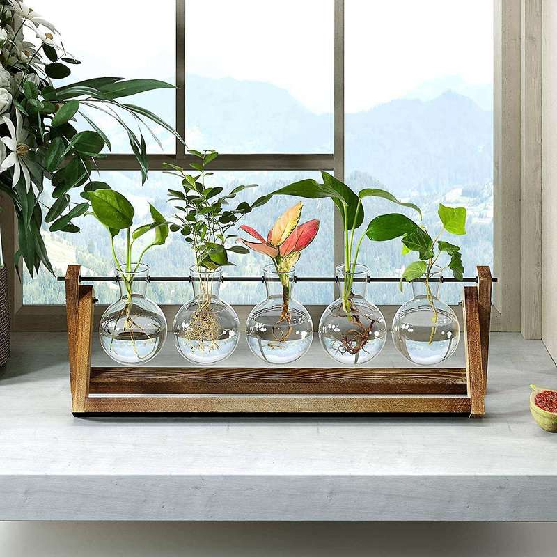 Plant Glass Planter with Wooden Stand,for Hydroponics Plants Decor