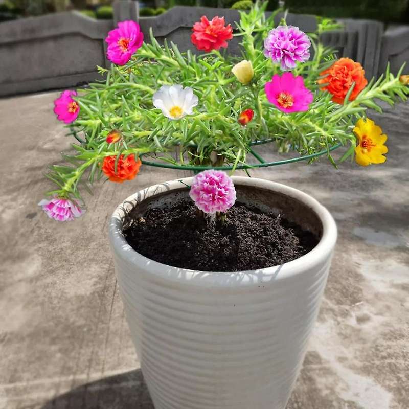 5pcs Round Plant Support Frame Vegetable Strawberry Stand Scalable