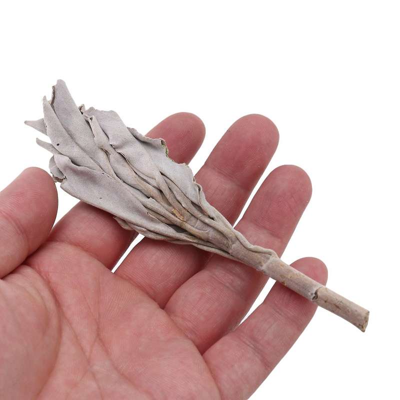 3 Bundles White Sage California White Sage Pure Leaf Smoky