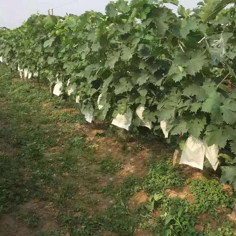 100pcs Garden Plant Fruit Cover Protect Net Mesh Bag Against Insect