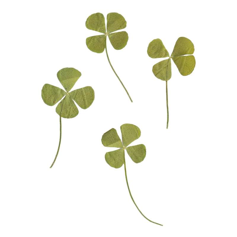 250pcs Pressed Dry Four-leaf Clover Leaf Plant Pendant Necklace