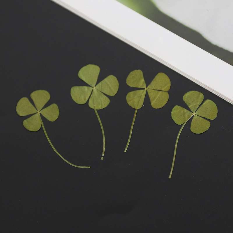 250pcs Pressed Dry Four-leaf Clover Leaf Plant Pendant Necklace