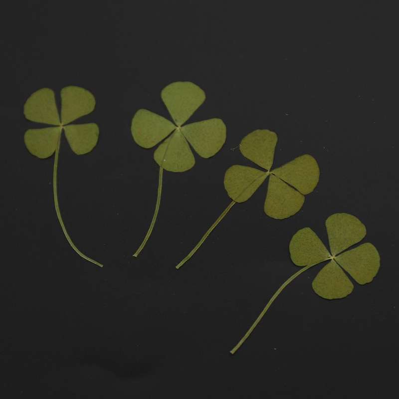 250pcs Pressed Dry Four-leaf Clover Leaf Plant Pendant Necklace