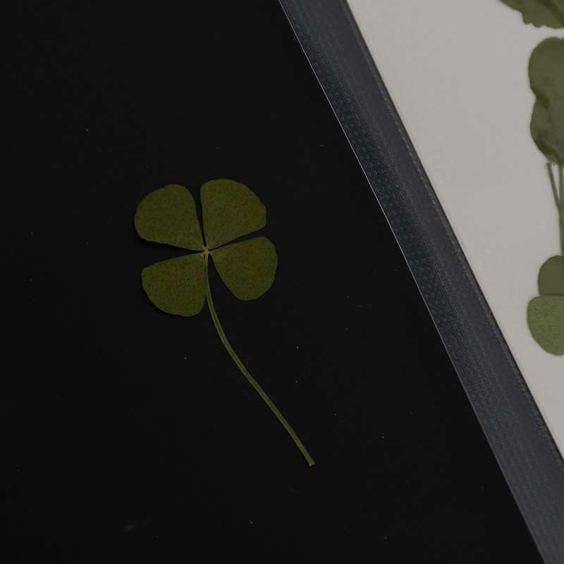 250pcs Pressed Dry Four-leaf Clover Leaf Plant Pendant Necklace