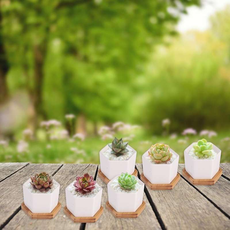 Simple White Creative Ceramic Small Hexagonal Plant Succulent