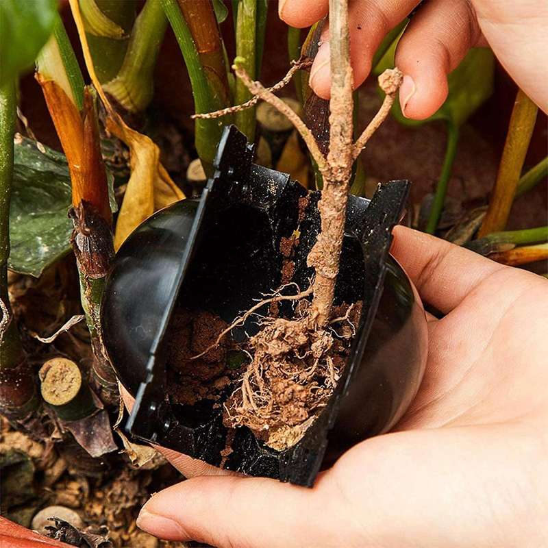 100pcs Plant Rooting Equipment Kit-high Pressure Breeding Ball Box
