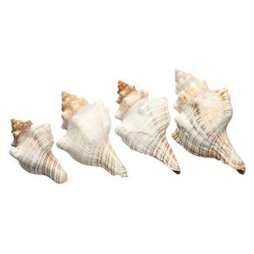 9-20cm Natural Trumpet Sea Shells Conch Snails Home Ornament Decorations  (SIZE: #4)