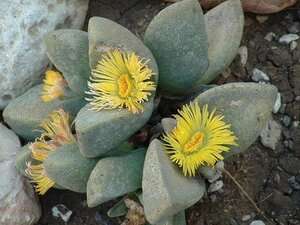 Image result for pleiospilos bolusii