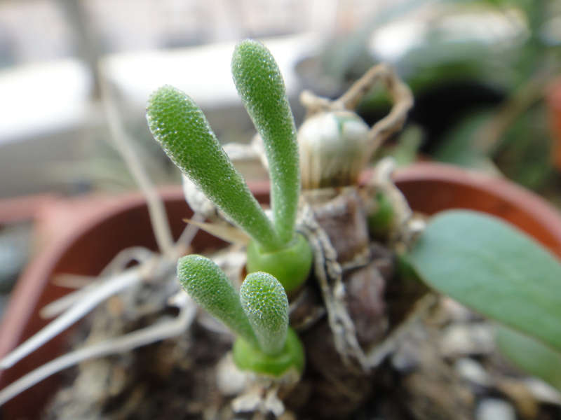 monilaria obconica succulent plant