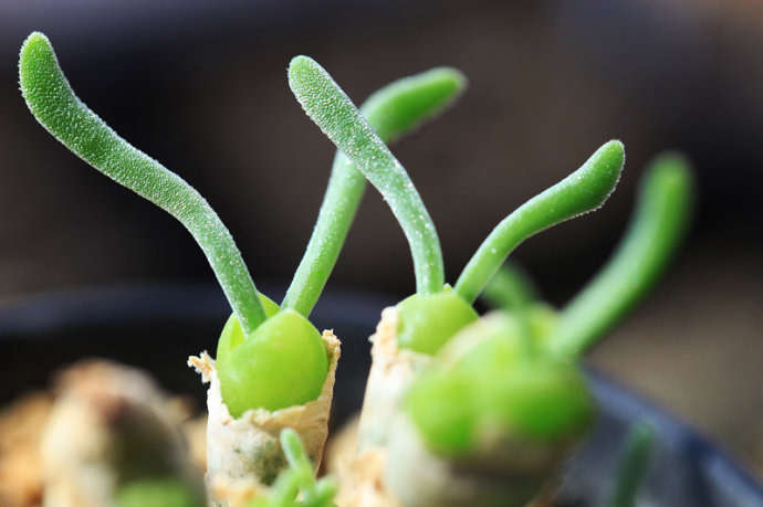 monilaria obconica succulent plant
