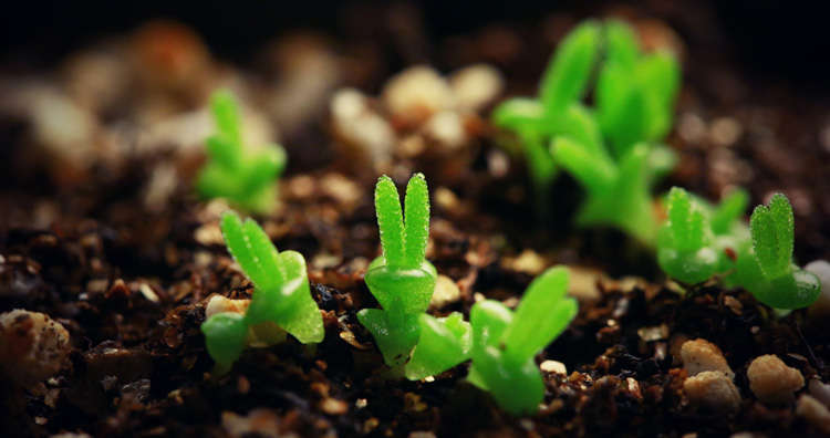 monilaria obconica succulent plant