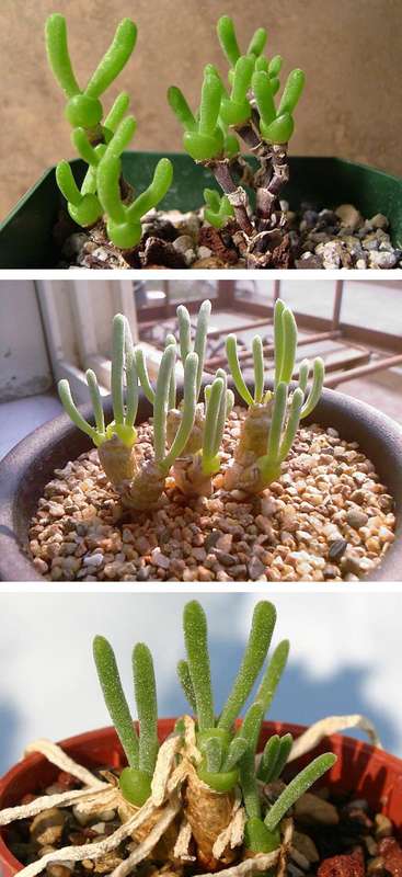 monilaria obconica succulent plant