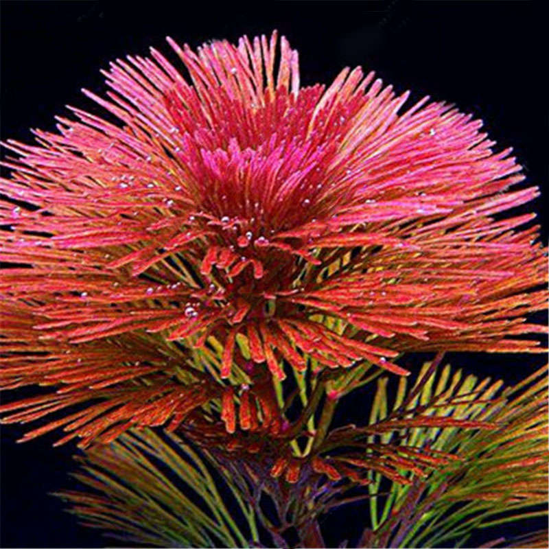 Egrow 1000 PCS Aquarium Plant Seeds Pine Tree Semillas Raras Plantas Aquatic Fish Tank Decoration Tr