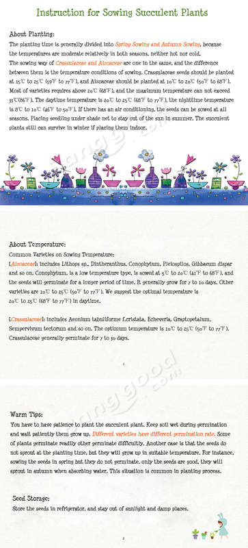succulent plant planting way