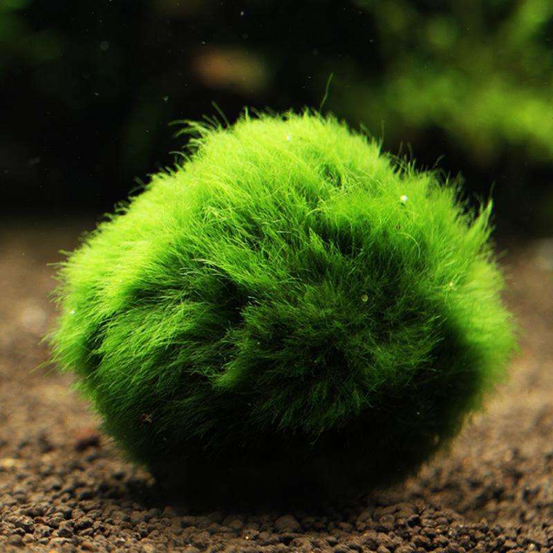 Egrow 1000 PCS Aquarium Fish Tank Grass Seeds Water Aquatic Plant Seeds Ornamental Lawn Grass