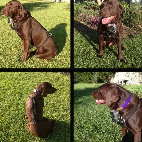 Dog Camera Mount Chest-Back Harness For GoPro Hero