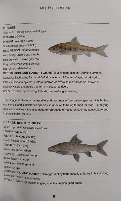 Freshwater fishing in South Africa