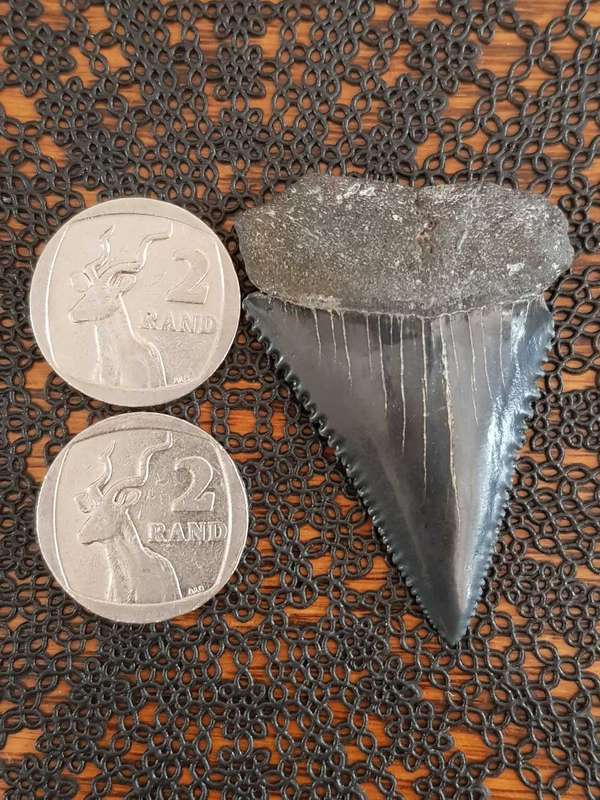Megalodon or a large species of Great White Shark