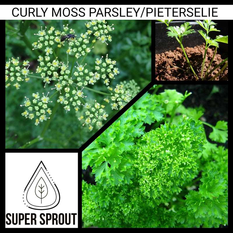 CURLY MOSS PARSLEY/PIETERSELIE x 35+ seeds