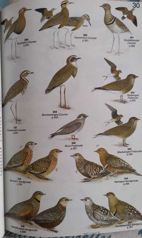 Field Companion to Roberts Birds of Southern Africa
