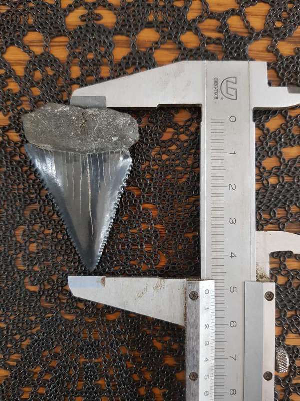 Megalodon or a large species of Great White Shark