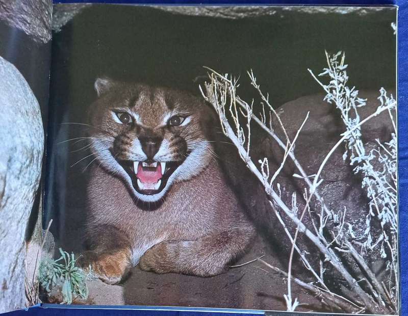 The best of African wildlife