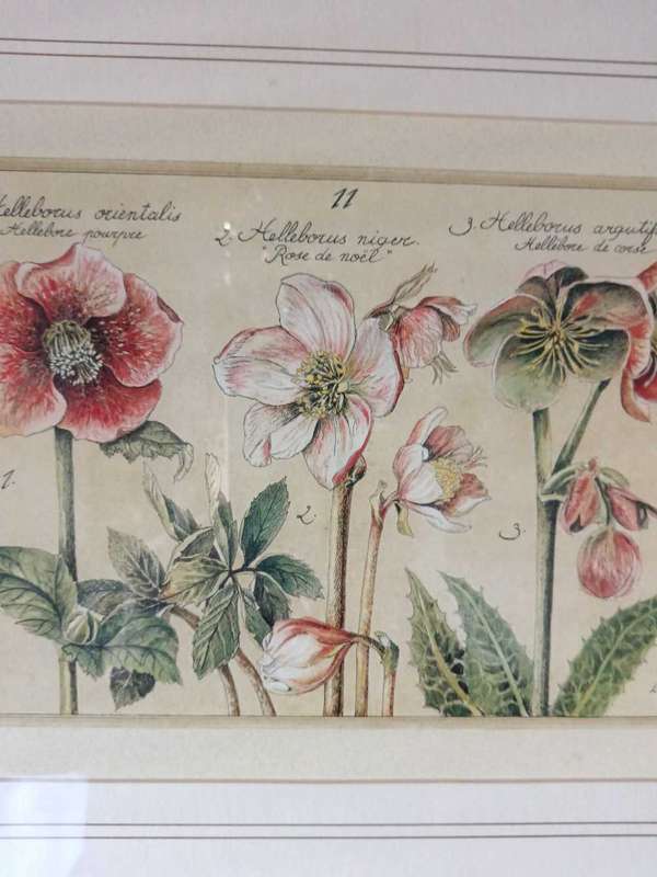 Beautifully framed Botanical Print