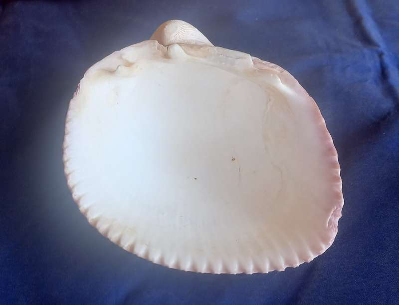 Shell