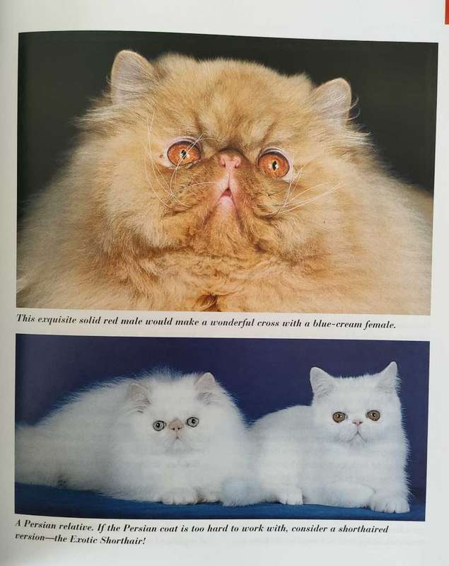 Persian Cats