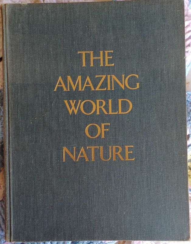 The amazing world of nature