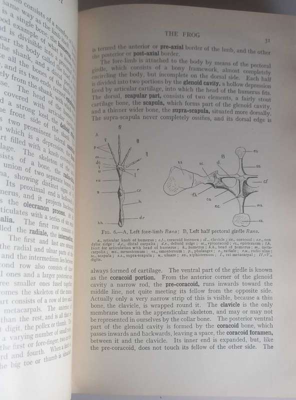 An introduction to zoology 1936
