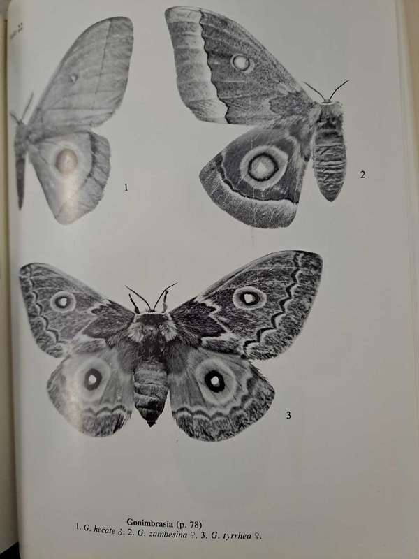 EMPEROR MOTHS OF SOUTH AND SOUTH CENTRAL AFRICA.  By Elliot Pinhey
