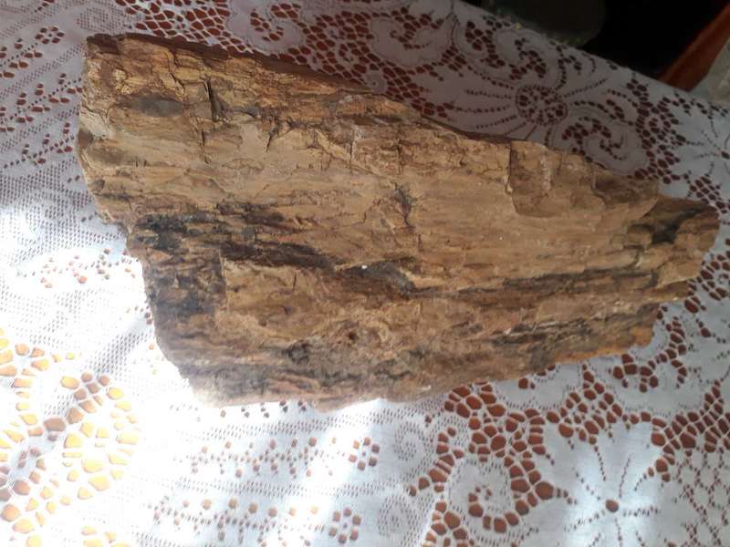 FOSSILIZED/PETRIFIED PIECE OF TREE/WOOD