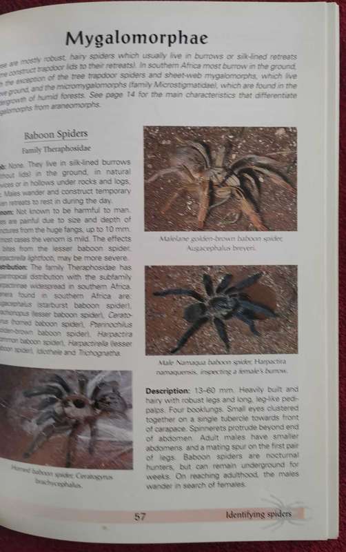 Spiders of Southern Africa